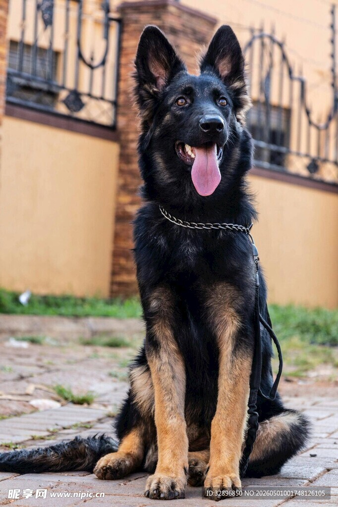 坐地吐舌的帅气德国牧羊犬