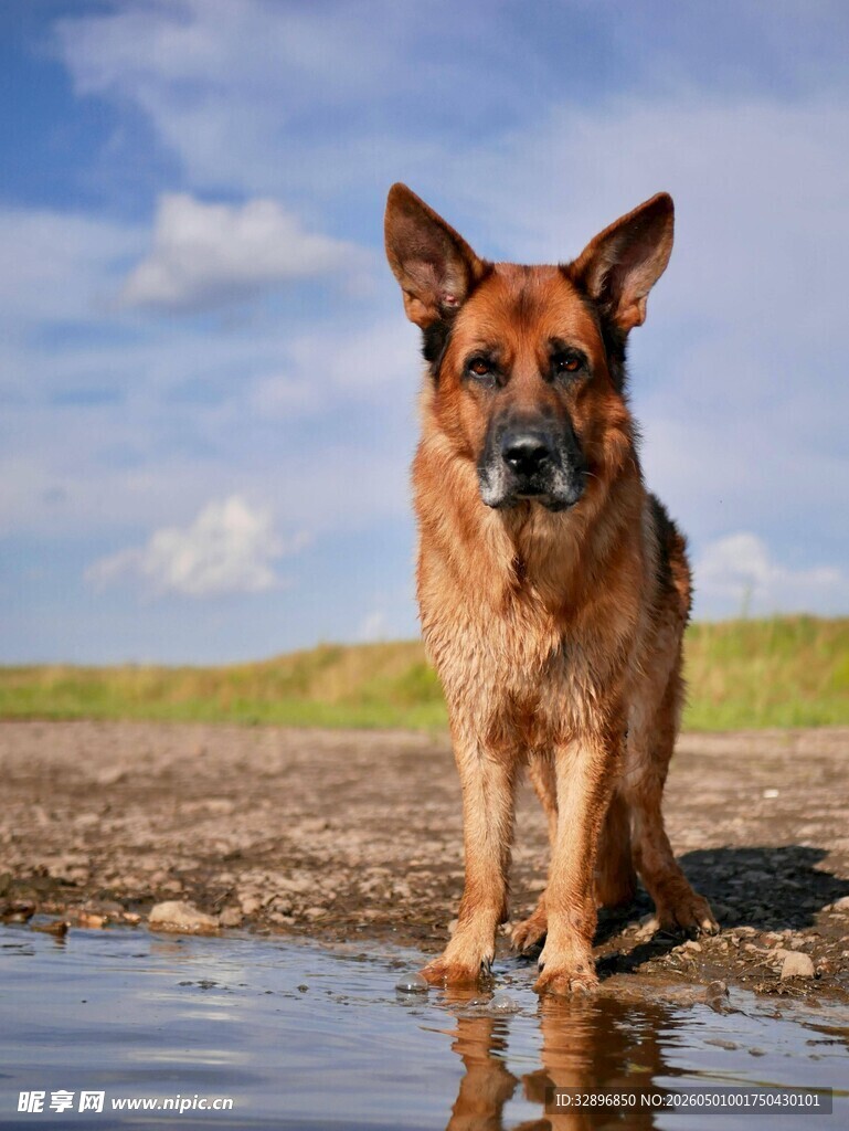 德国牧羊犬立于水边