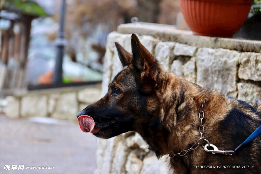 德国牧羊犬吐舌休憩