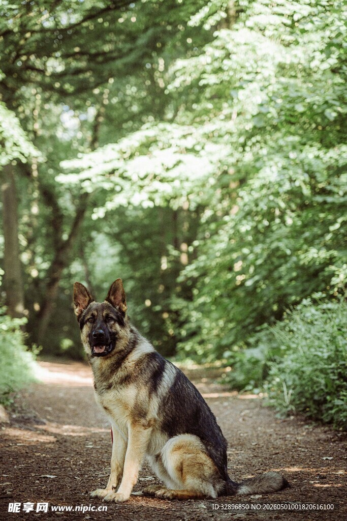 林间休憩的德国牧羊犬