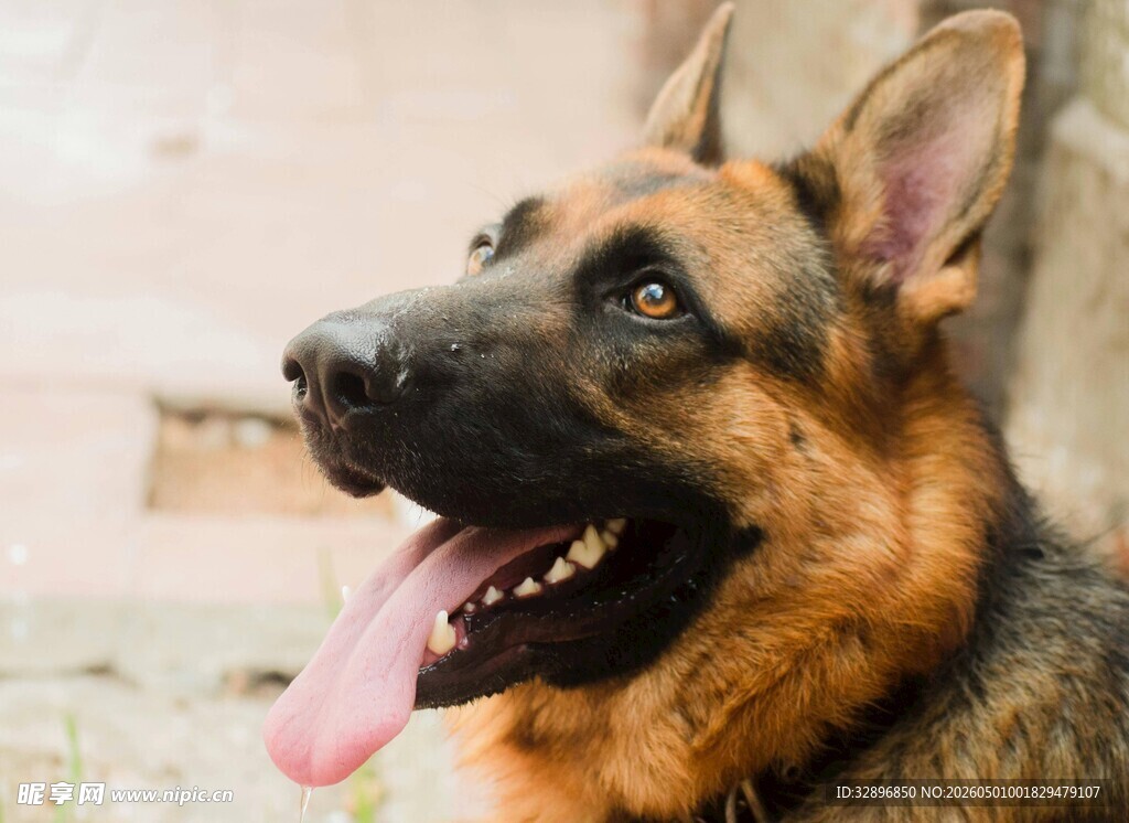 可爱德国牧羊犬张嘴吐舌