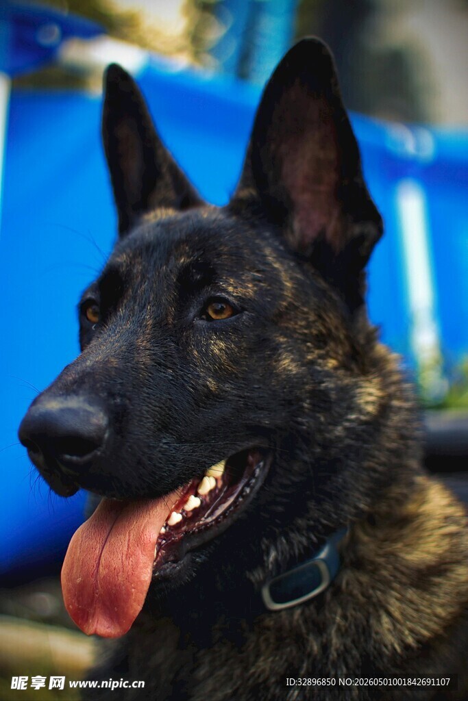 帅气黑犬吐舌露可爱模样