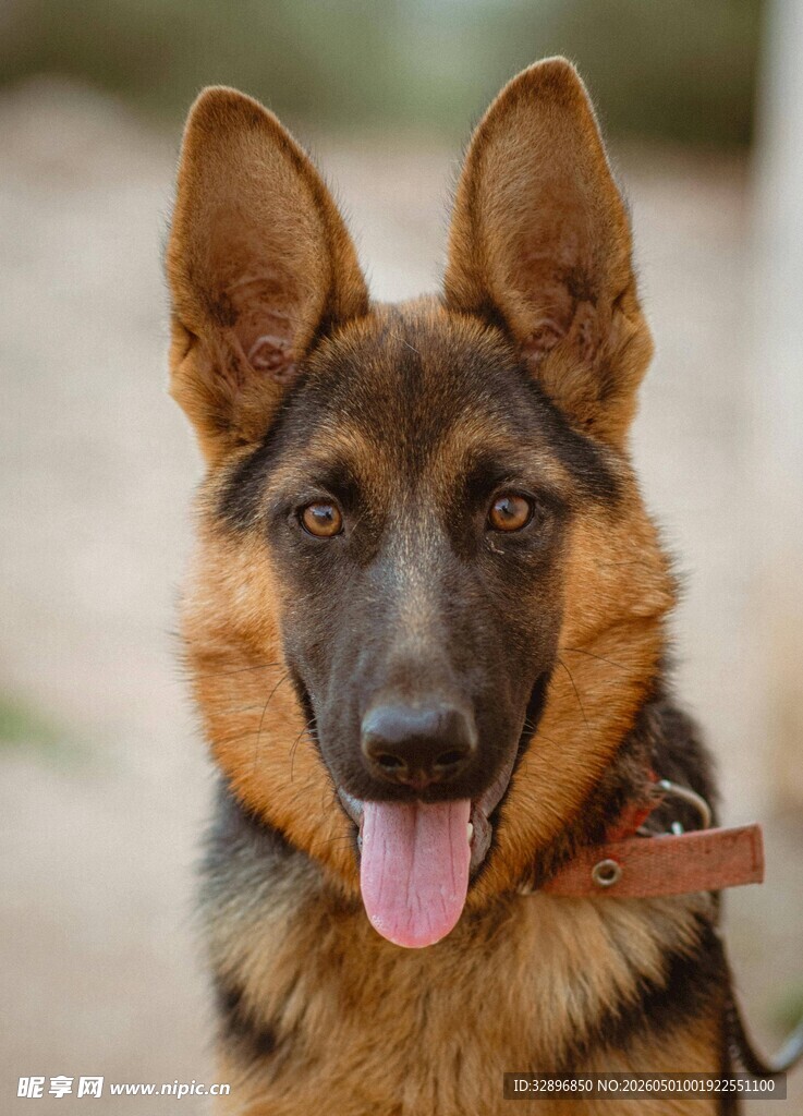 帅气德国牧羊犬吐舌卖萌