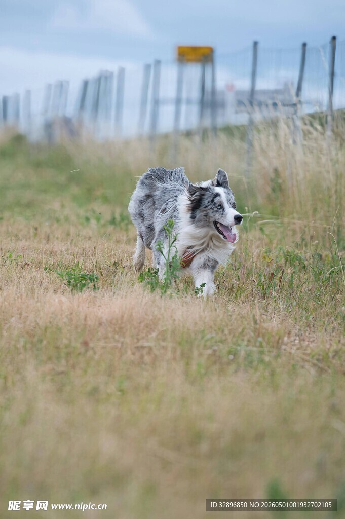 草地奔跑的边牧犬