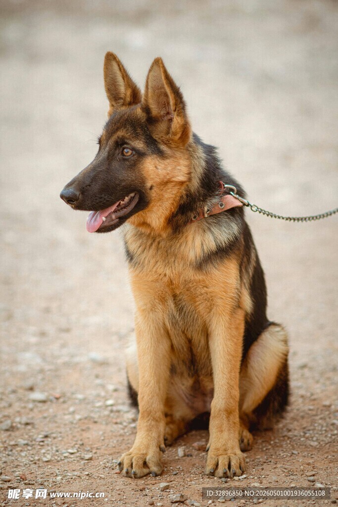 德国牧羊犬坐地被拴着