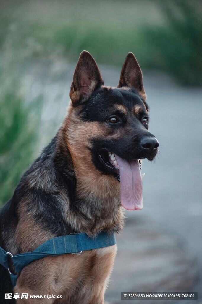 帅气德国牧羊犬户外吐舌