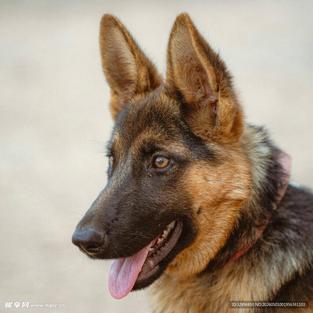 德国牧羊犬特写
