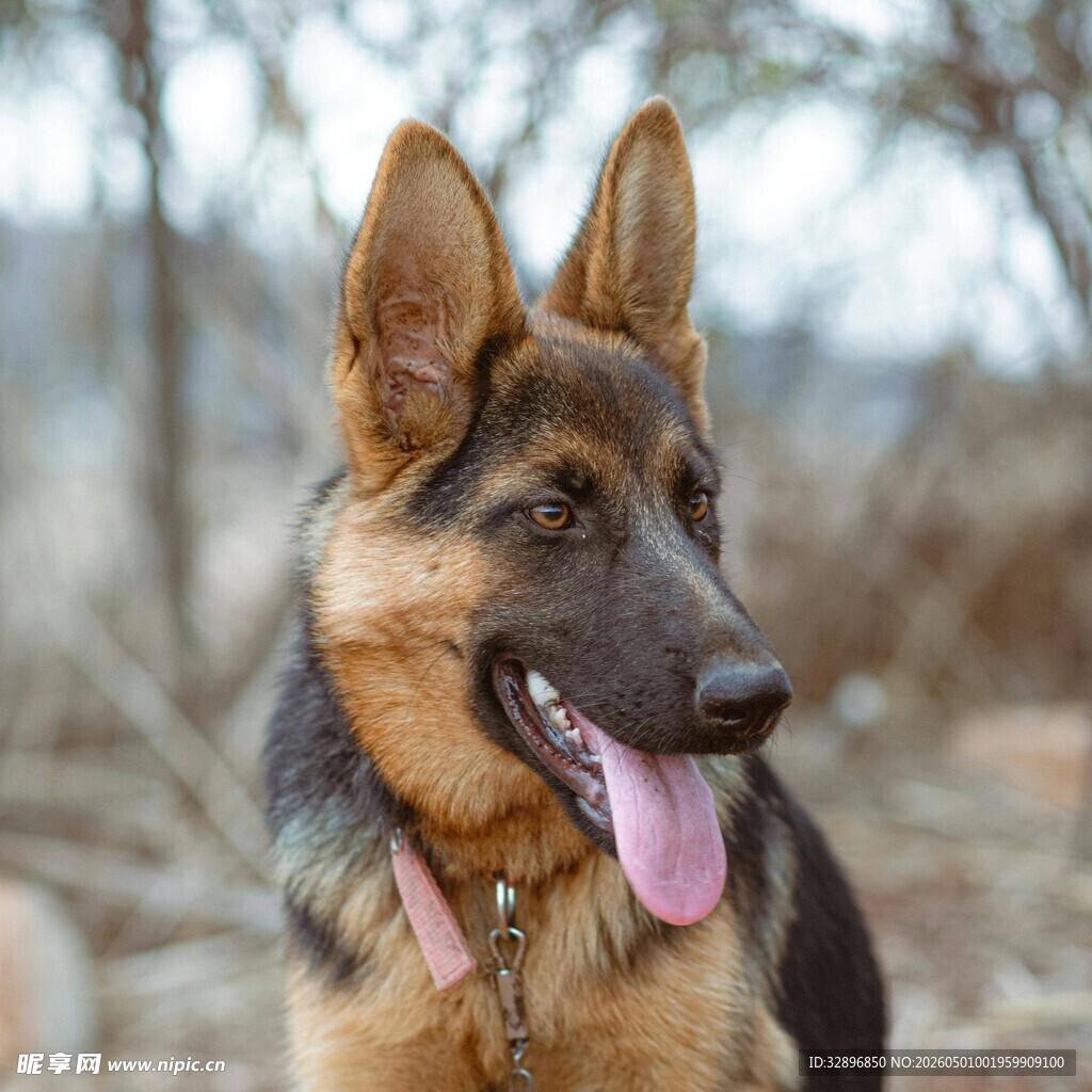 可爱德国牧羊犬户外吐舌