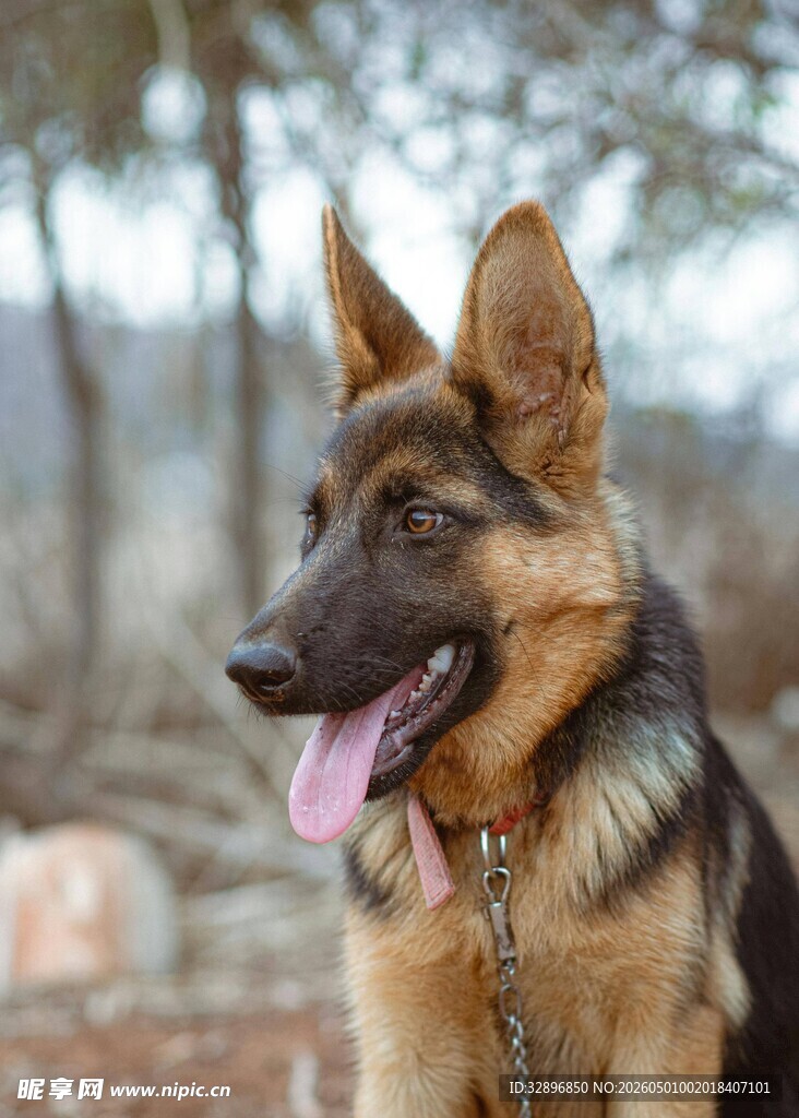 帅气德国牧羊犬户外吐舌