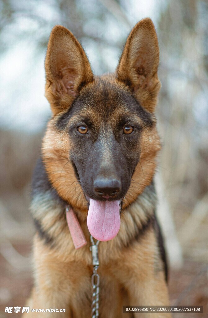 可爱德国牧羊犬吐舌卖萌