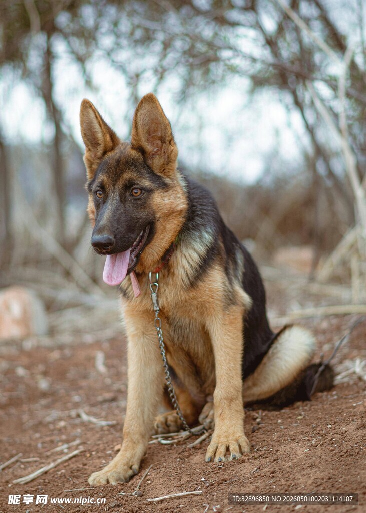 德国牧羊犬户外惬意坐姿