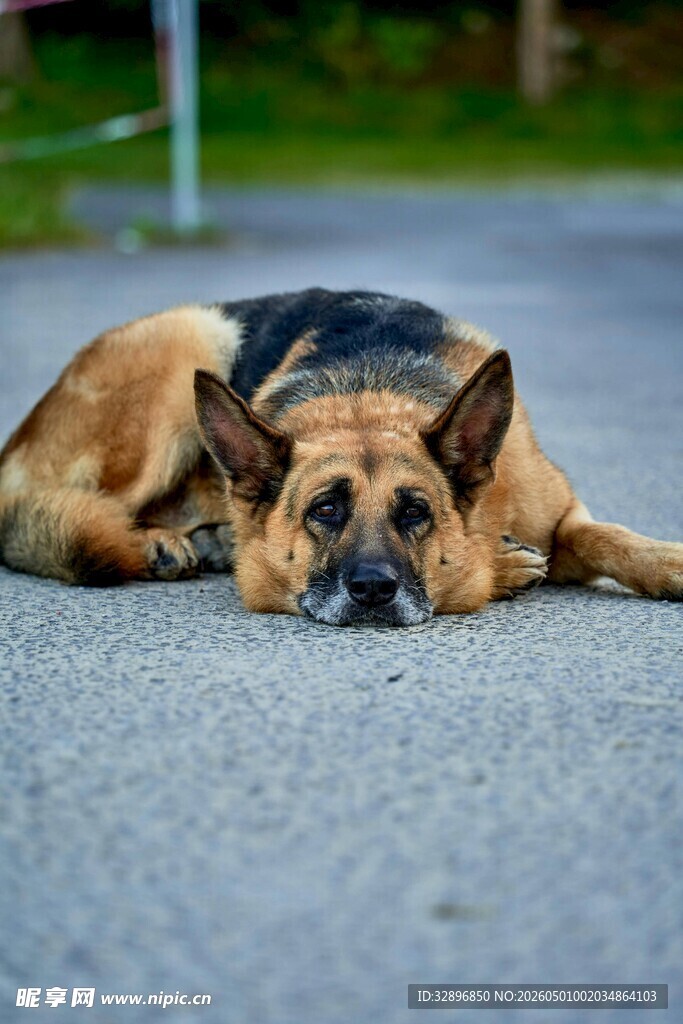 趴着休息的德国牧羊犬