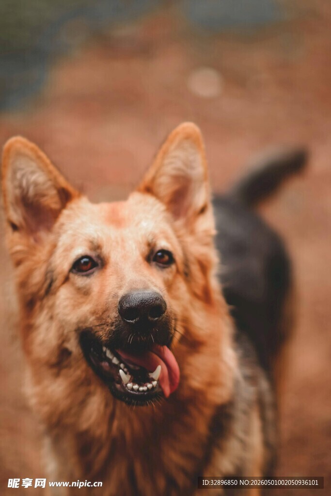 可爱德国牧羊犬张嘴微笑