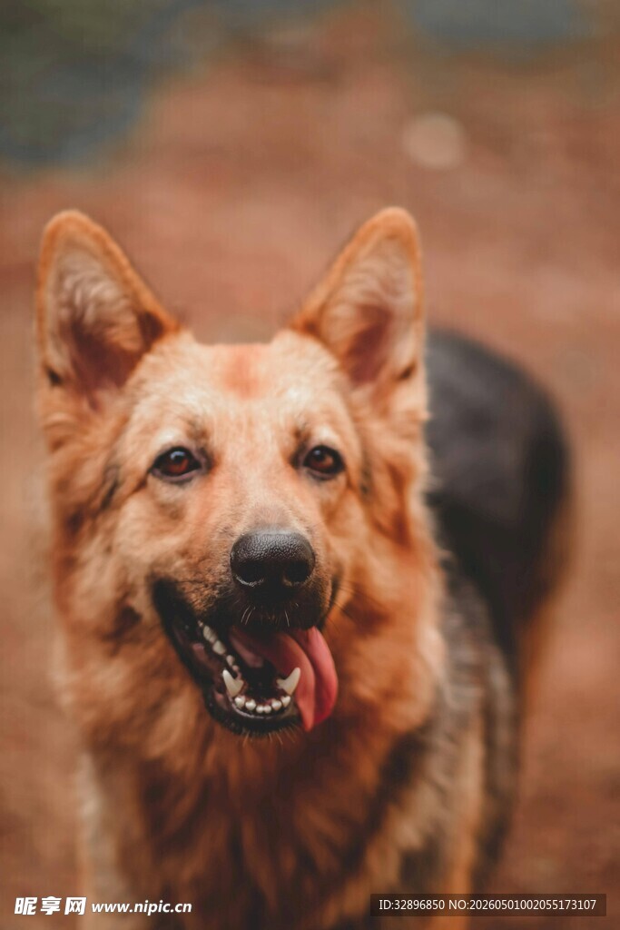 可爱德国牧羊犬吐舌微笑