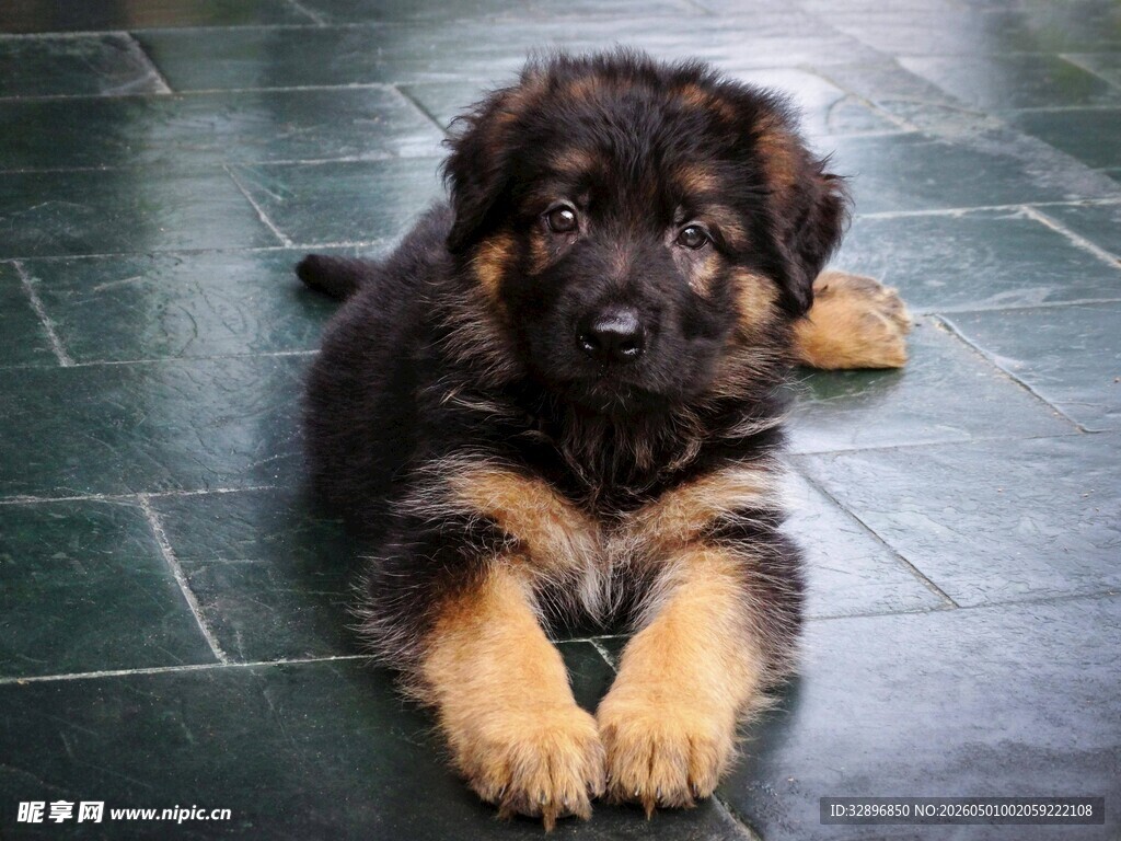 可爱幼犬趴地休憩