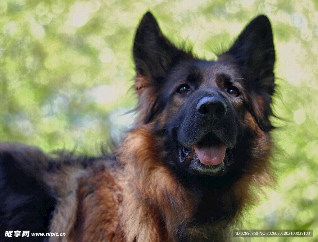 张嘴露笑的帅气德国牧羊犬