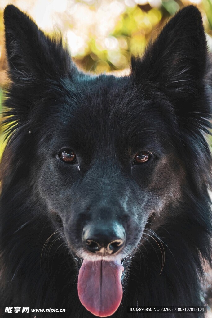 可爱黑犬吐舌卖萌瞬间