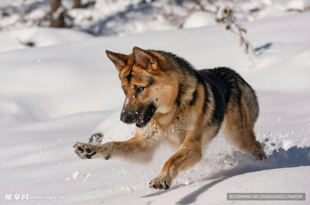 雪地中奔跑的德国牧羊犬