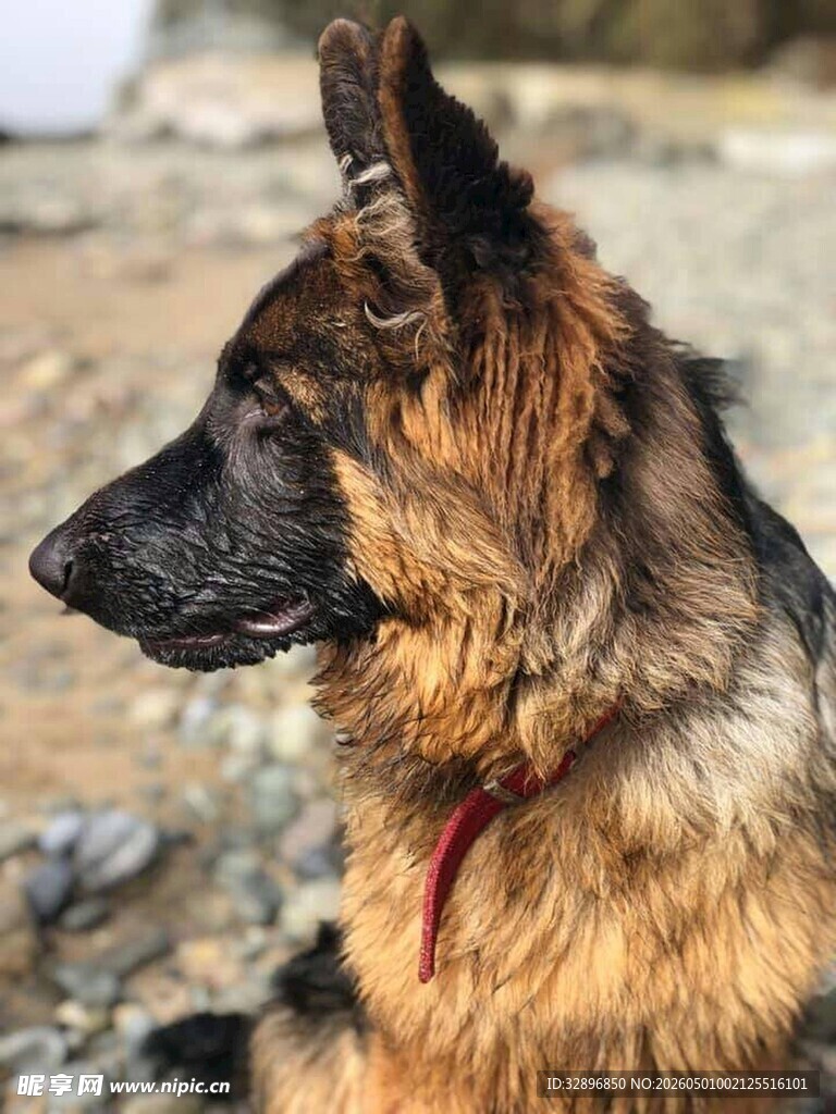 德国牧羊犬侧颜特写