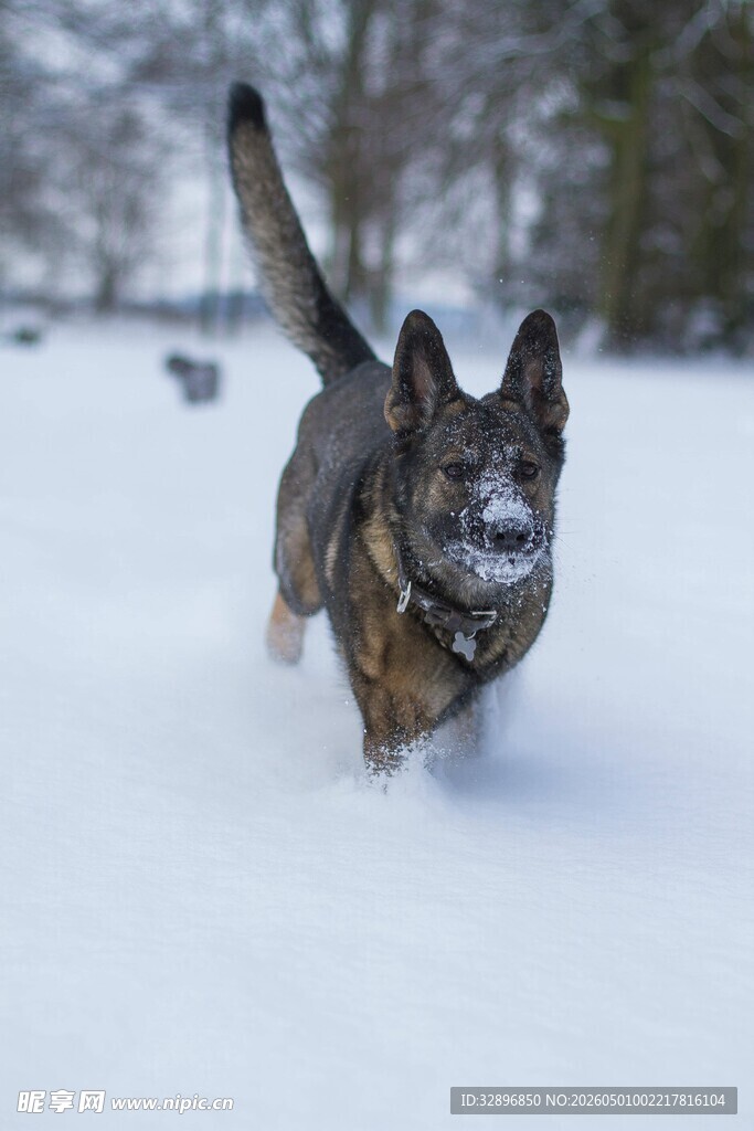 雪地中奔跑的狗狗