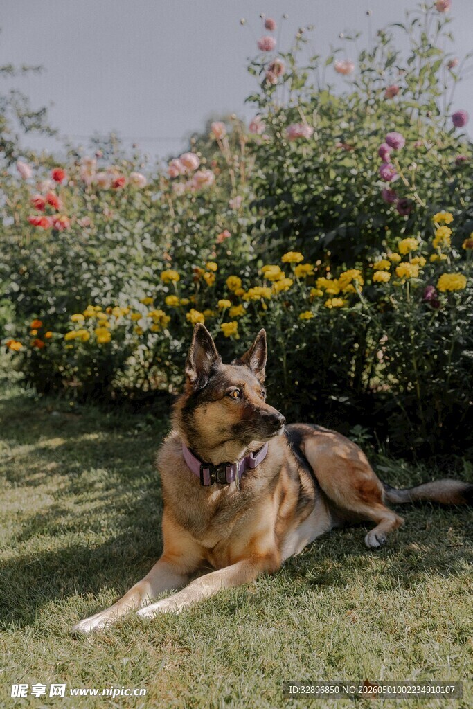 草地休憩的帅气德国牧羊犬