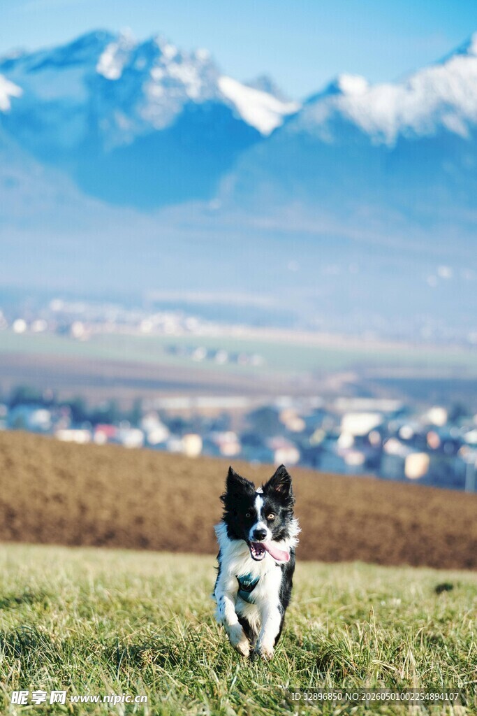 草原上奔跑的可爱萌犬