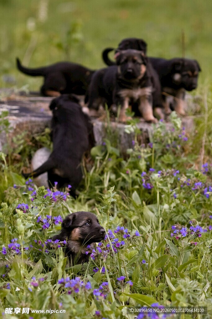 草地上的可爱幼犬