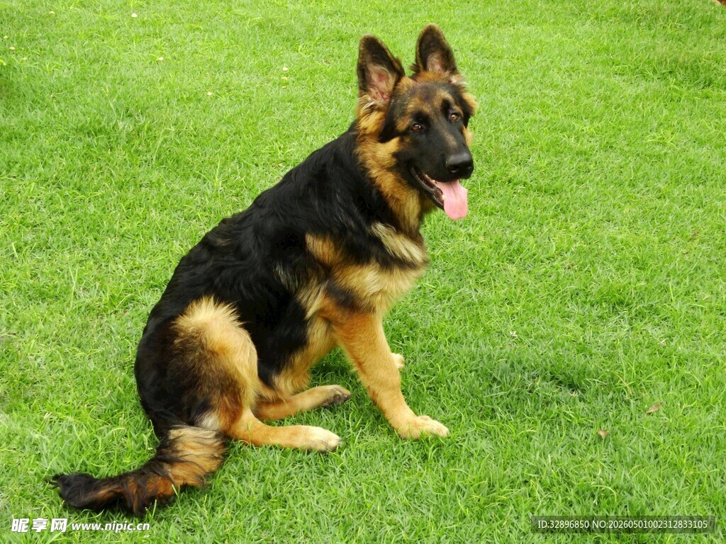德国牧羊犬坐于绿草地