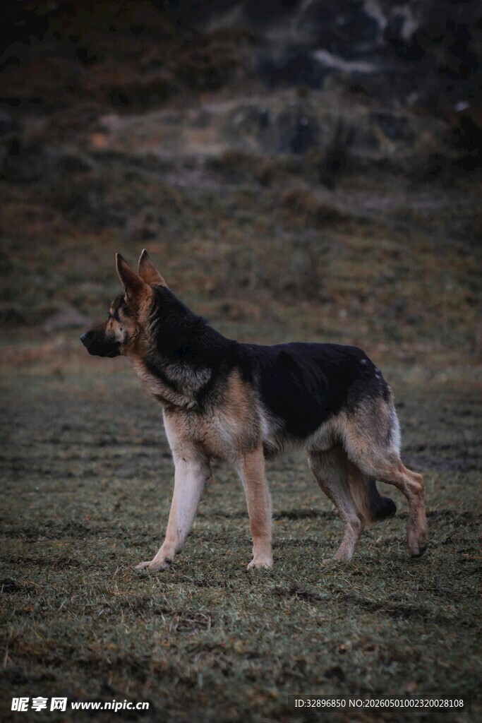 站立的德国牧羊犬