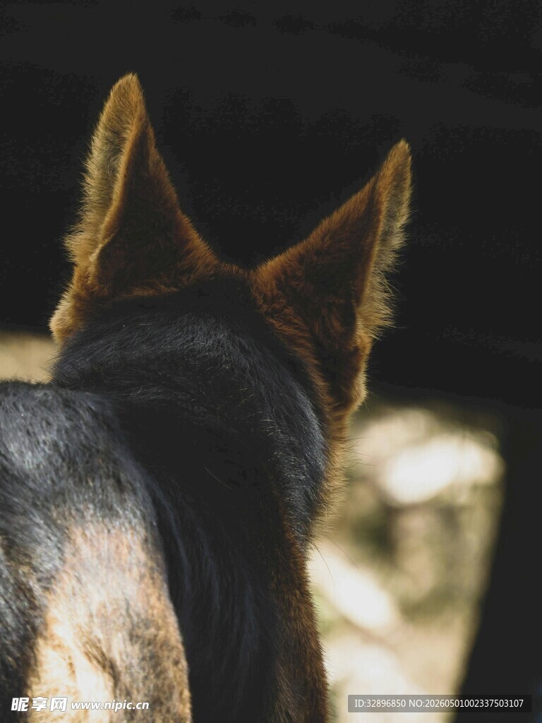 背影中的警觉犬