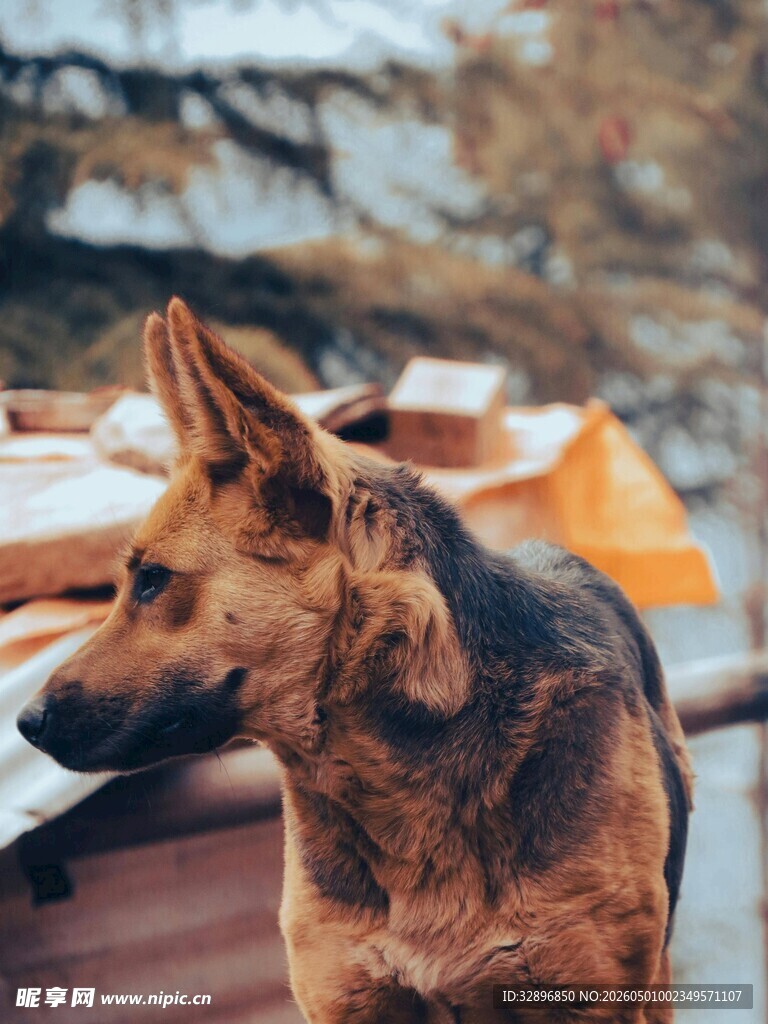 户外站立的帅气德国牧羊犬