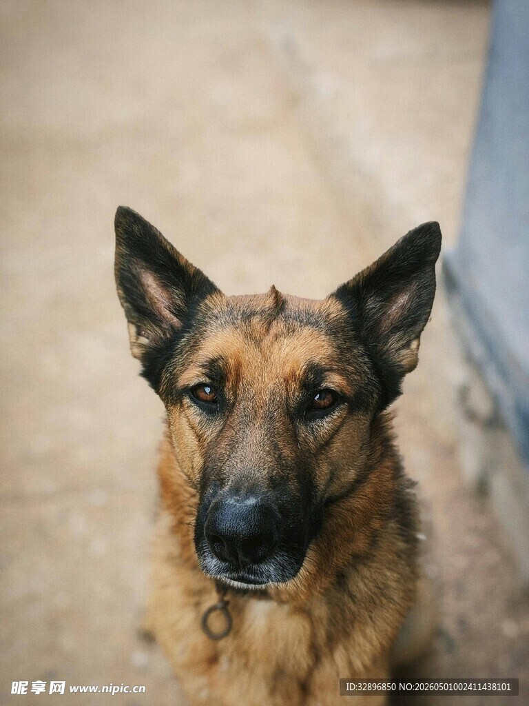 专注的德国牧羊犬
