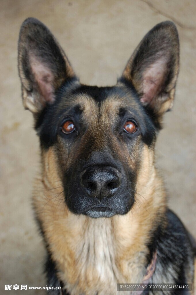 德国牧羊犬特写