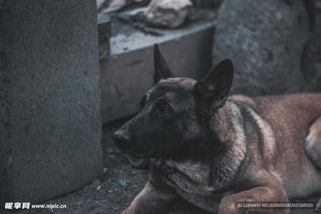趴着的黑犬