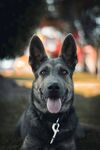 可爱黑犬吐舌咧嘴卖萌