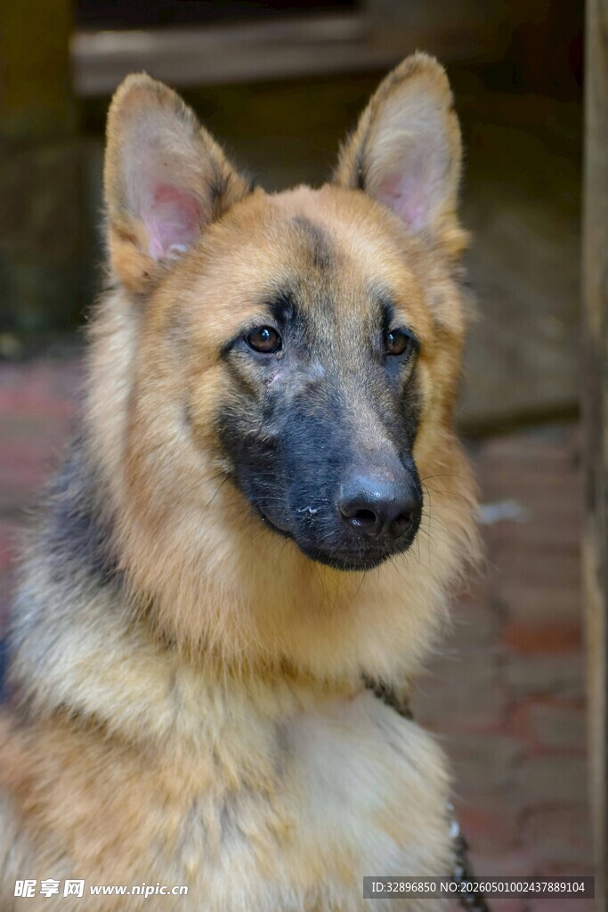 可爱德国牧羊犬特写