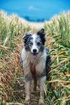 田野中的帅气边境牧羊犬