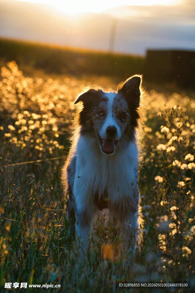 夕阳下的可爱牧羊犬