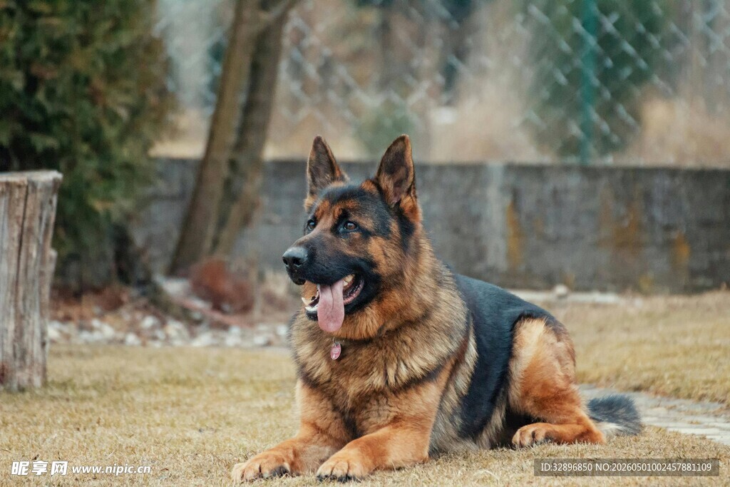 德国牧羊犬惬意趴卧草地