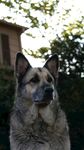 户外的德国牧羊犬