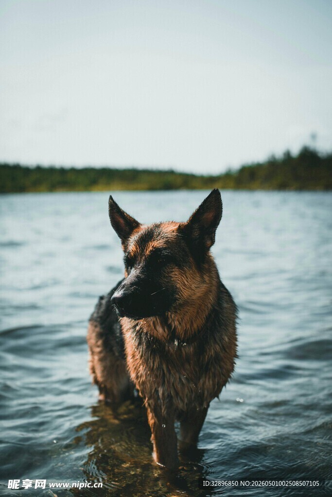 水中的狗