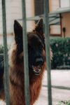 栅栏后的德国牧羊犬