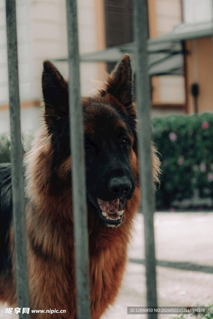 栅栏后的德国牧羊犬