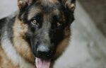 可爱德国牧羊犬吐舌瞬间