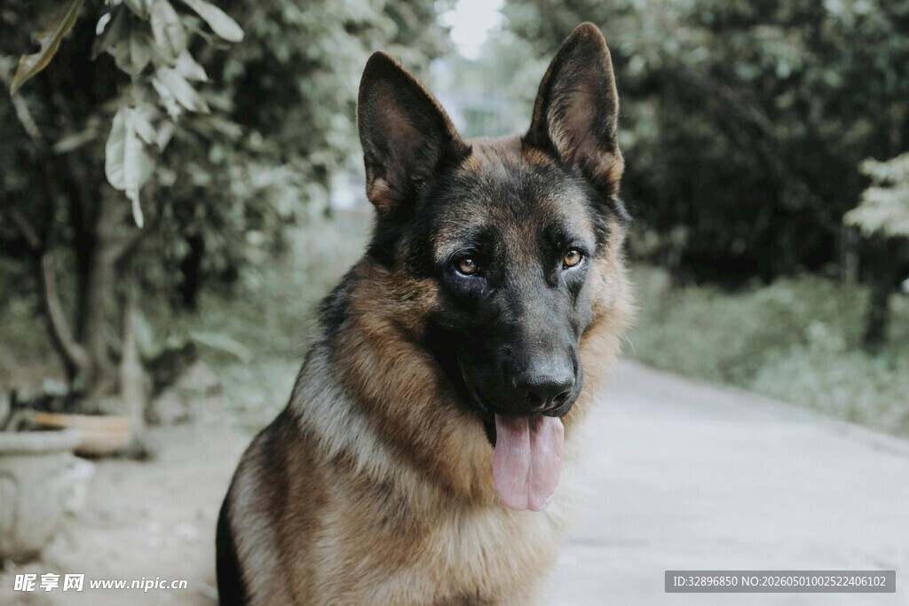 路边的德国牧羊犬