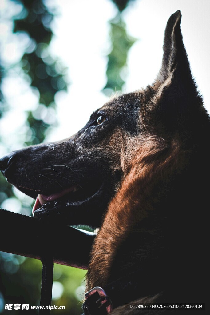 窗边侧望的帅气德国牧羊犬