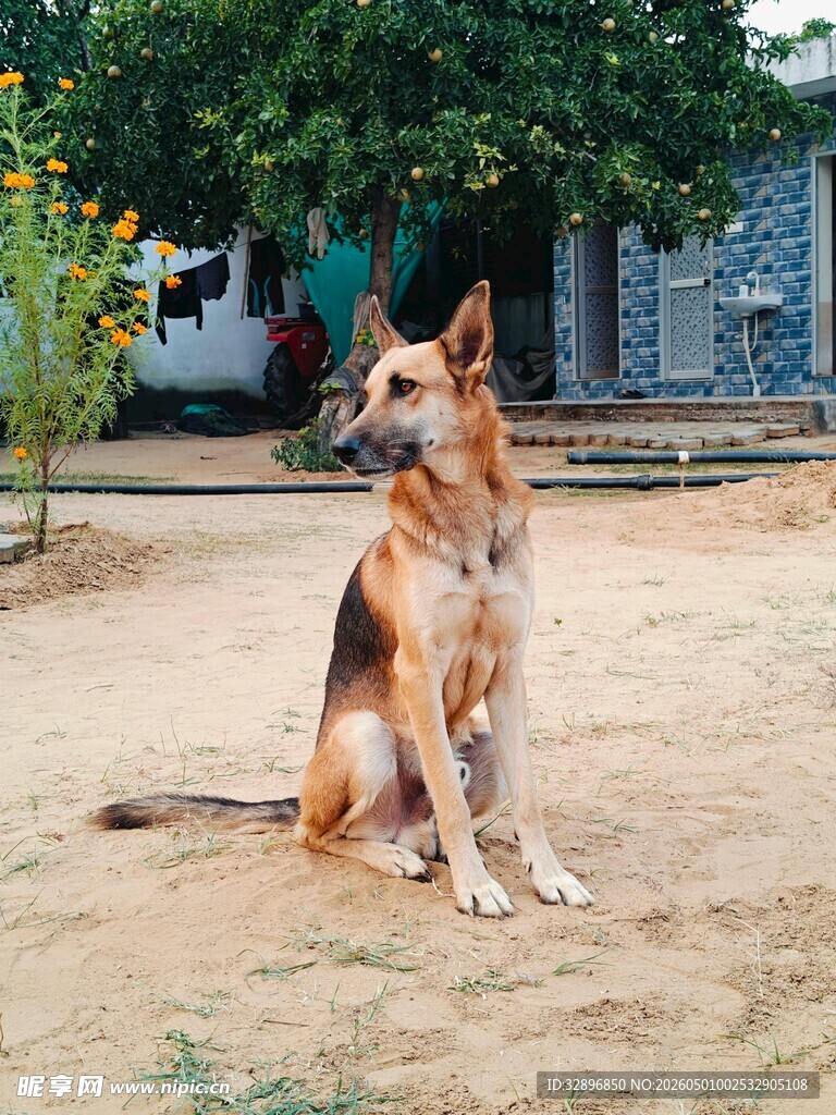 坐于户外的帅气德国牧羊犬