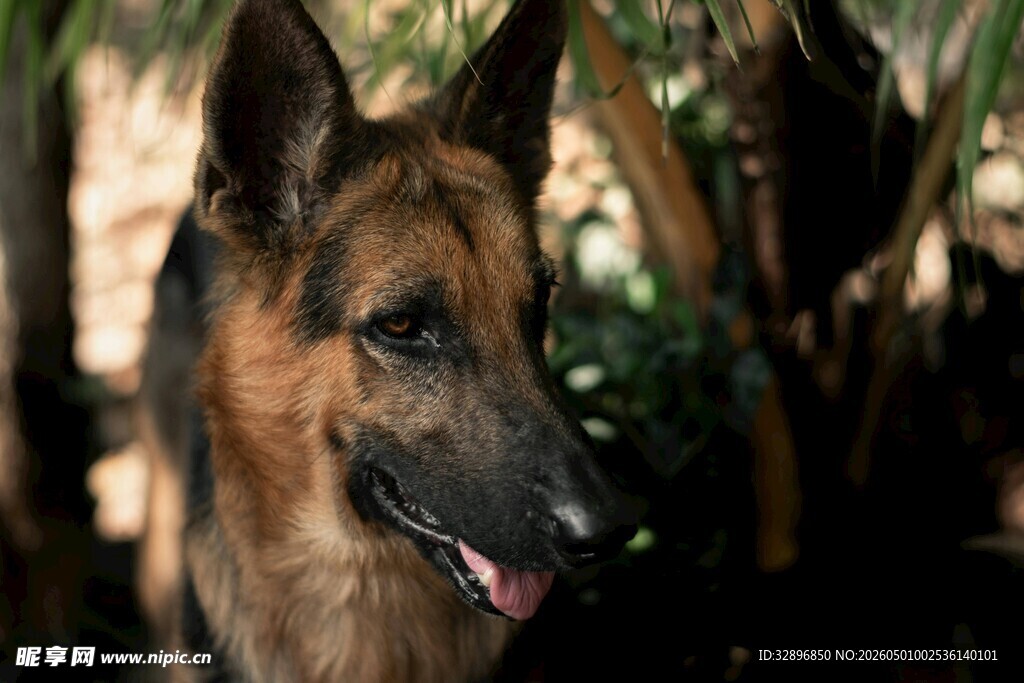 德国牧羊犬户外惬意瞬间