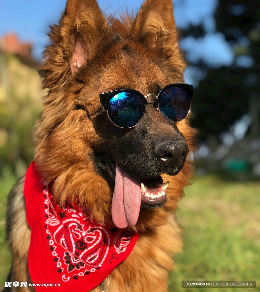 戴墨镜的帅气德国牧羊犬