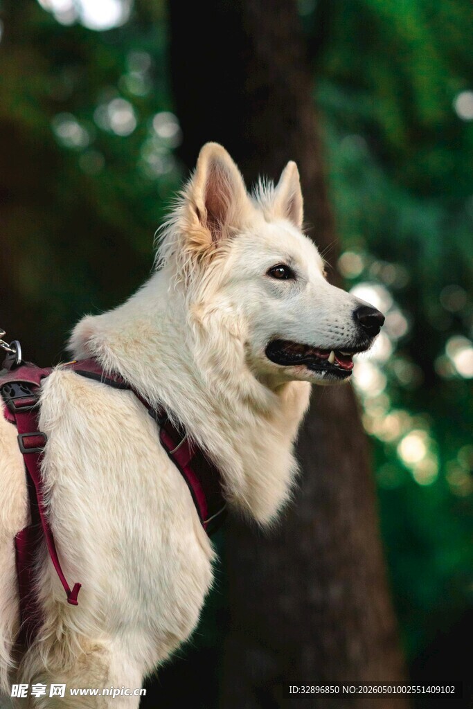 帅气白犬户外站立瞬间